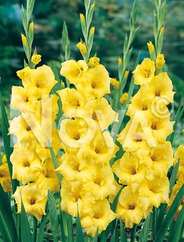 Gladiolo Artificiale H 108 x 10 fiori - Sconti per Fioristi e Aziende . -In poliestere