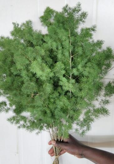 Asparagus  Myrocladius  - Sconti per Fioristi e Aziende - Preservato da gr. 170
