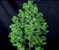 Asparagus  Myrocladius  - Sconti per Fioristi e Aziende - Preservato da gr. 170