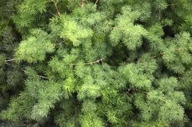 Asparagus  Myrocladius  - Sconti per Fioristi e Aziende - Preservato da gr. 170