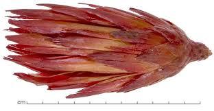 Protea compacta cm. 30 - Sconti per Fioristi e Aziende . - Stabilizzata