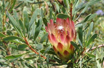 Protea compacta cm. 30 - Sconti per Fioristi e Aziende . - Stabilizzata