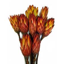 Protea compacta cm. 30 - Sconti per Fioristi e Aziende . - Stabilizzata