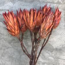 Protea compacta cm. 30 - Sconti per Fioristi e Aziende . - Stabilizzata