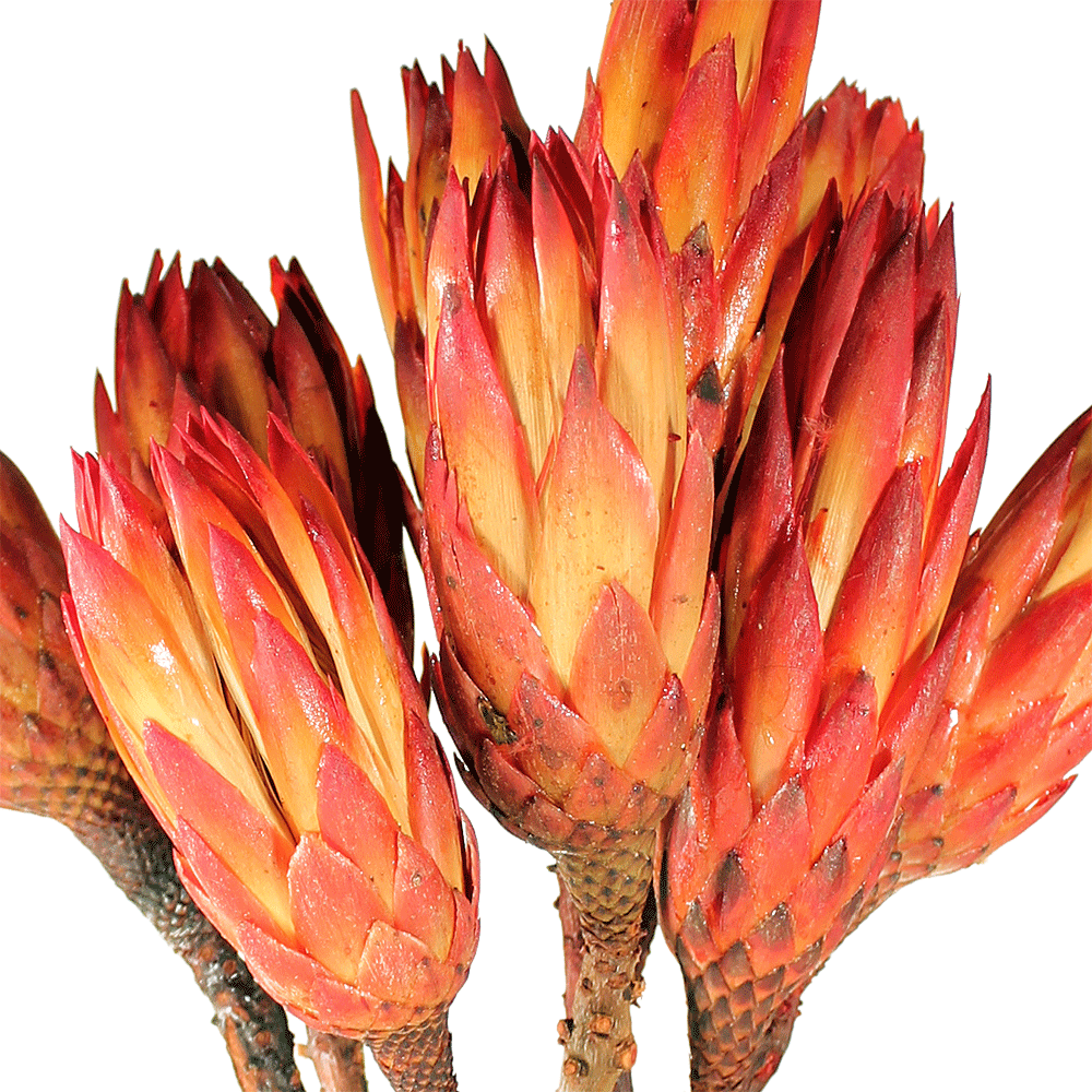 Protea compacta cm. 30 - Sconti per Fioristi e Aziende . - Stabilizzata