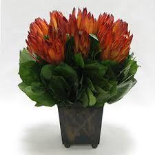 Protea compacta cm. 30 - Sconti per Fioristi e Aziende . - Stabilizzata