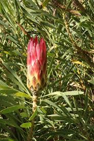 Protea compacta cm. 30 - Sconti per Fioristi e Aziende . - Stabilizzata