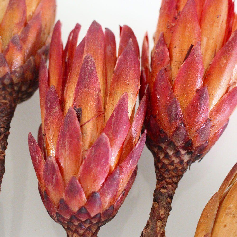 Protea compacta cm. 30 - Sconti per Fioristi e Aziende . - Stabilizzata