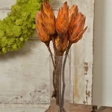 Protea compacta cm. 30 - Sconti per Fioristi e Aziende . - Stabilizzata