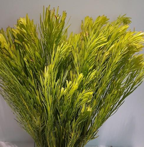 Salignum preservato Verde - Sconti per Fioristi e Aziende - Mazzo da gr.250
