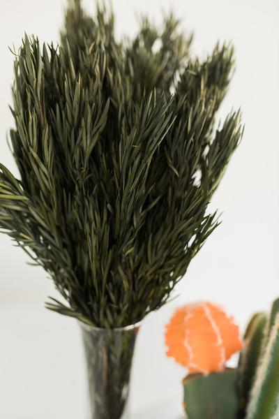 Salignum preservato Verde - Sconti per Fioristi e Aziende - Mazzo da gr.250