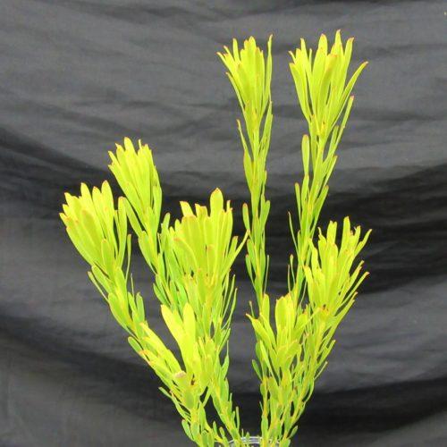 Salignum preservato Verde - Sconti per Fioristi e Aziende - Mazzo da gr.250