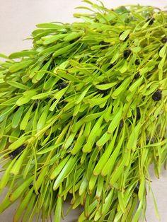 Salignum preservato Verde - Sconti per Fioristi e Aziende - Mazzo da gr.250