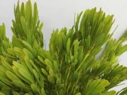 Salignum preservato Verde - Sconti per Fioristi e Aziende - Mazzo da gr.250