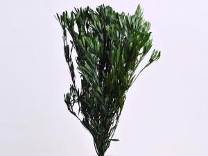 Salignum preservato Verde - Sconti per Fioristi e Aziende - Mazzo da gr.250