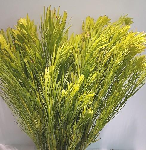 Salignum preservato Verde - Sconti per Fioristi e Aziende - Mazzo da gr.250