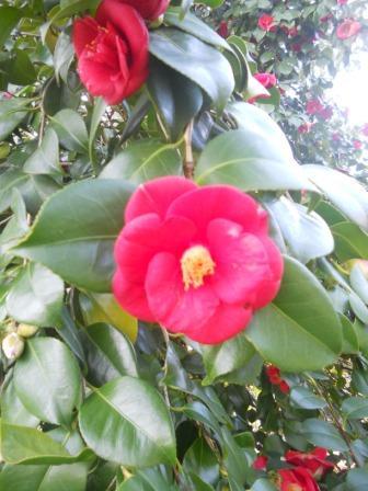 Camelia x 3 Arredo in poliester - Sconti per Fioristi e Aziende .
