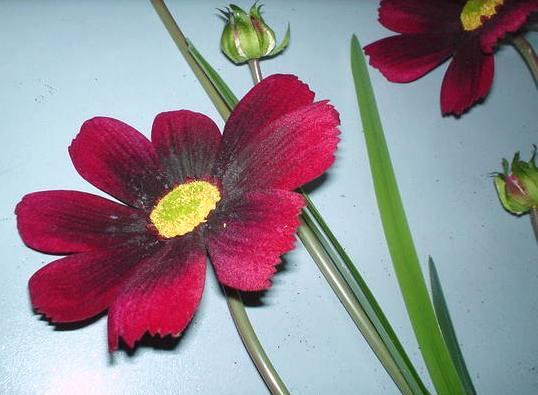 Cosmos x 3 vellutato  H 100 - Sconti per Fioristi e Aziende . - Artificiale