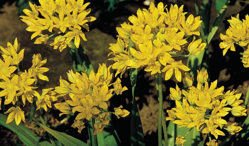 Allium Plant H 58 in poliestere - Sconti per Fioristi e Aziende - Artificiale
