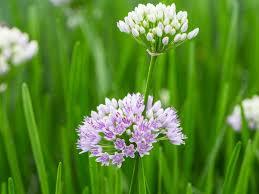 Allium Plant H 58 in poliestere - Sconti per Fioristi e Aziende - Artificiale