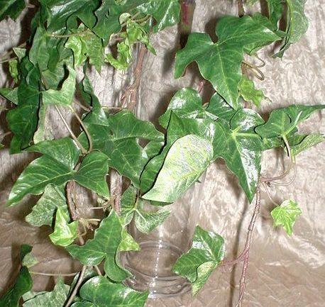 Edera Verde Cadente H 100  - Sconti per Fioristi e Aziende - Con 200 foglie
