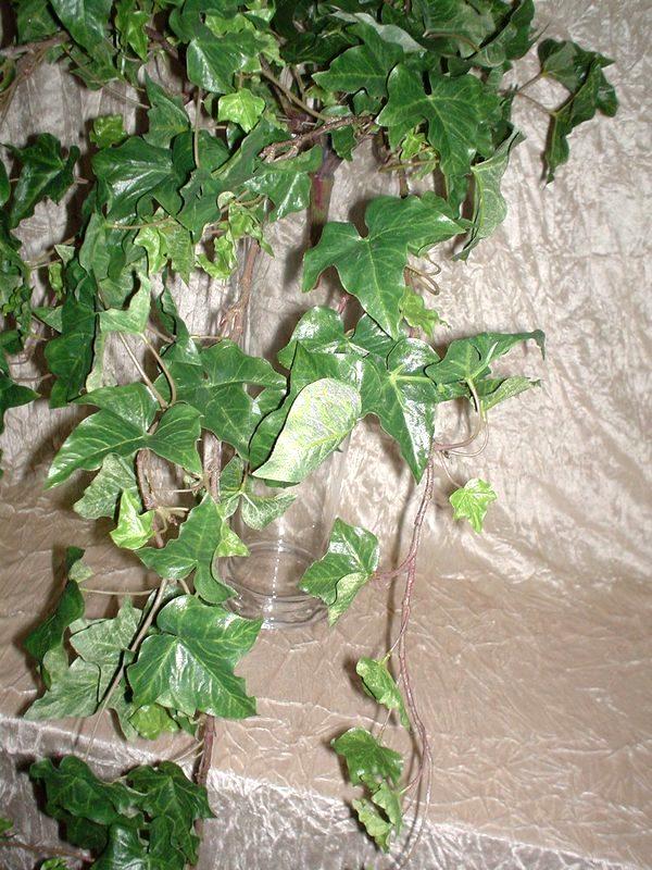 Edera Verde Cadente H 100  - Sconti per Fioristi e Aziende - Con 200 foglie