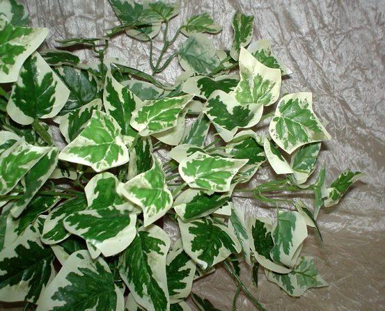 Edera Cadente Variegata  - Sconti per Fioristi e Aziende . - H 130 con 180 foglie
