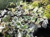 Edera Cadente Variegata  - Sconti per Fioristi e Aziende . - H 130 con 180 foglie