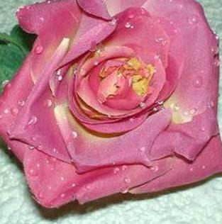 Rosa aperta con rugiada  Artificiale in poliestere - Sconti per Fioristi e Aziende .