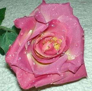 Rosa aperta con rugiada  Artificiale in poliestere - Sconti per Fioristi e Aziende .