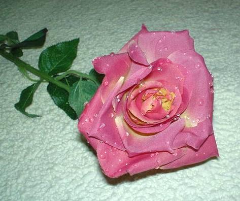 Rosa aperta con rugiada  Artificiale in poliestere - Sconti per Fioristi e Aziende .