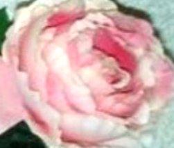 Rosa Cabbage  Artificiale in poliestere - Sconti per Fioristi e Aziende .