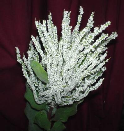 Serpentine Wild  in poliestere - Sconti per Fioristi e Aziende - Artificiale
