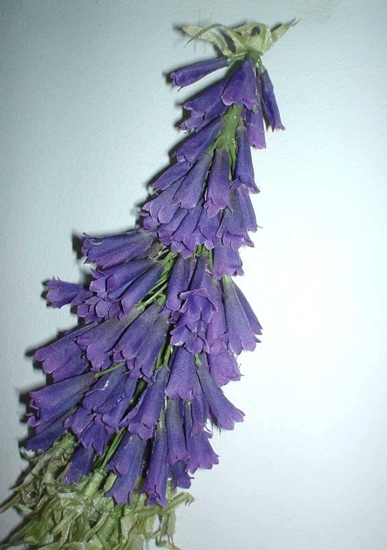 Kniphofia Selvatica H 110 - Sconti per Fioristi e Aziende