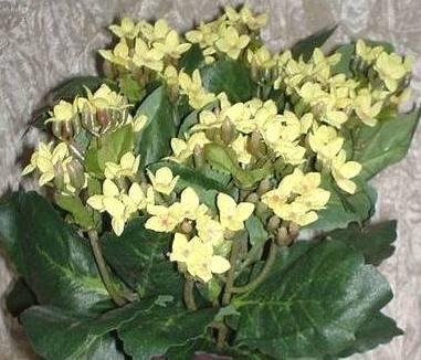 Calanchoe bush x 5 in poliester - Sconti per Fioristi e Aziende - Vari colori