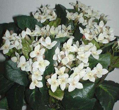 Calanchoe bush x 5 in poliester - Sconti per Fioristi e Aziende - Vari colori