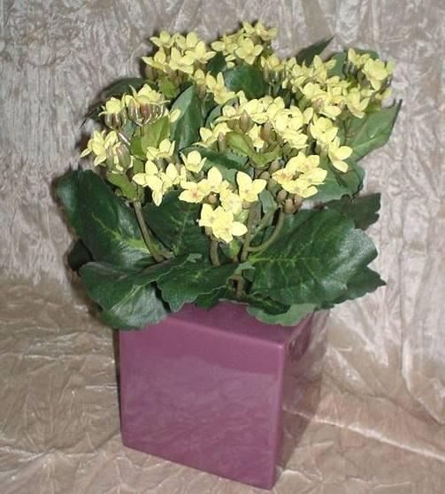 Calanchoe bush x 5 in poliester - Sconti per Fioristi e Aziende - Vari colori