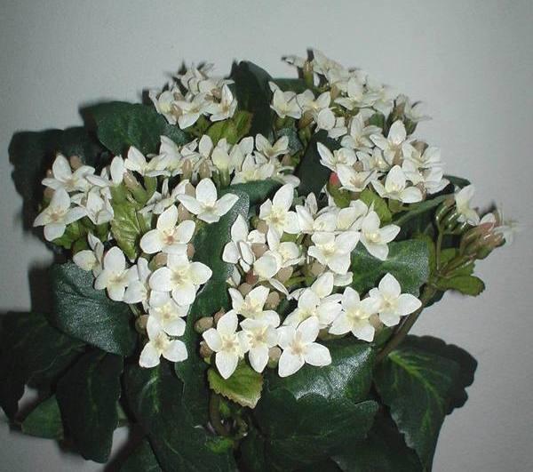 Calanchoe bush x 5 in poliester - Sconti per Fioristi e Aziende - Vari colori