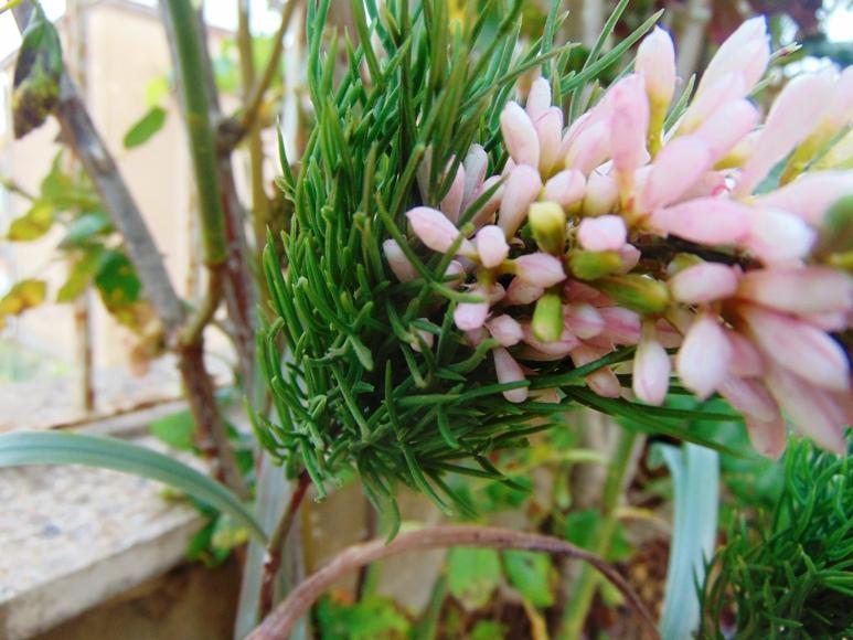 Privet Wild Gommato H 85 - Sconti per Fioristi e Aziende - Artificiale