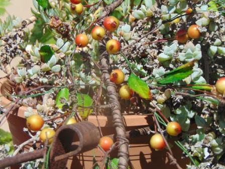 Ribes Cadente H 95 animato in 2 modelli - Sconti per Fioristi e Aziende .