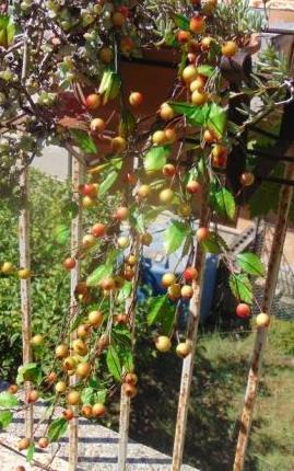 Ribes Cadente H 95 animato in 2 modelli - Sconti per Fioristi e Aziende .