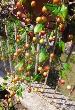 Ribes Cadente H 95 animato in 2 modelli - Sconti per Fioristi e Aziende .