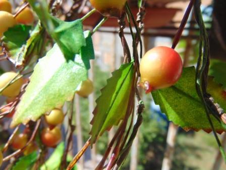 Ribes Cadente H 95 animato in 2 modelli - Sconti per Fioristi e Aziende .