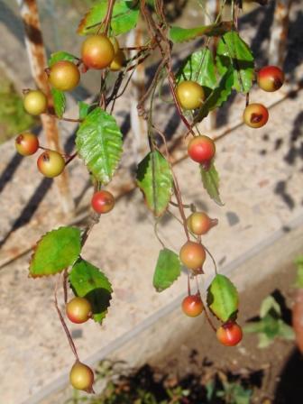 Ribes Cadente H 95 animato in 2 modelli - Sconti per Fioristi e Aziende .