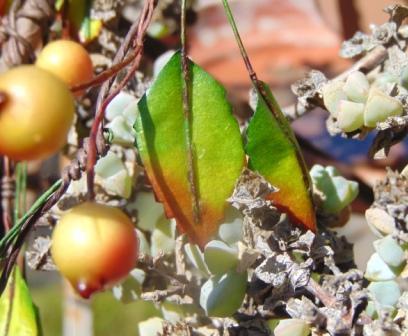 Ribes Cadente H 95 animato in 2 modelli - Sconti per Fioristi e Aziende .