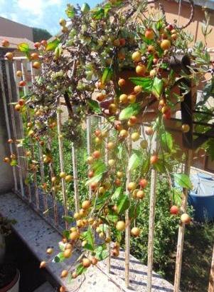 Ribes Cadente H 95 animato in 2 modelli - Sconti per Fioristi e Aziende .
