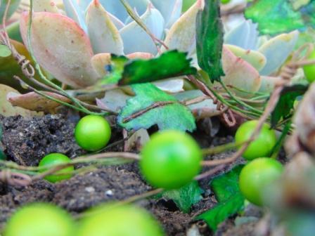 Ribes Cadente H 95 animato in 2 modelli - Sconti per Fioristi e Aziende .