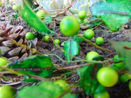 Ribes Cadente H 95 animato in 2 modelli - Sconti per Fioristi e Aziende .
