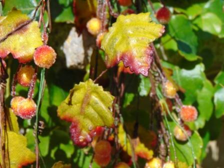 Ribes Cadente H 95 animato in 2 modelli - Sconti per Fioristi e Aziende .