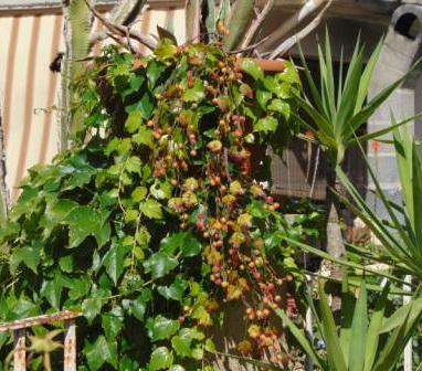 Ribes Cadente H 95 animato in 2 modelli - Sconti per Fioristi e Aziende .